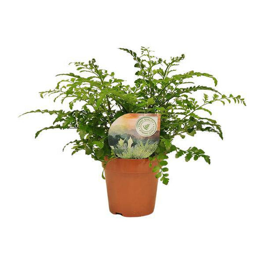 Nestfarn - Asplenium Parvati - Zimmerpflanze - Ø12cm - ↕35cm 