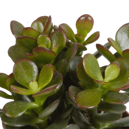 Dickblatt - Crassula - Mix - 8,5 cm - 3 Stück - im Terrakotta-Topf 