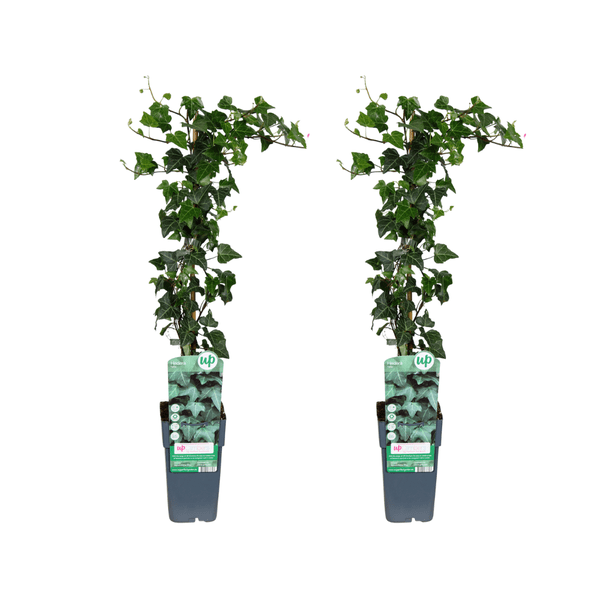 Hedera helix – Gemeiner Efeu – 2 Pflanzen – Zimmerpflanze – Ø15cm – ↕65cm – Immergrüne Kletterpflanze & Hängepflanze – Pflegeleicht & luftreinigend 