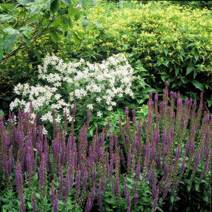 Blüten-Salbei – Salvia nemorosa 'Ostfriesland' – ↕10-25cm – Ø9cm – 6 Pflanzen – Lila Blüten – Pflegeleichte Staude – Sonniger Standort 