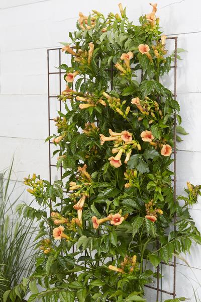 Trompetenblume Orange - Campsis Indian Summer - Ø15cm - ↕65cm 