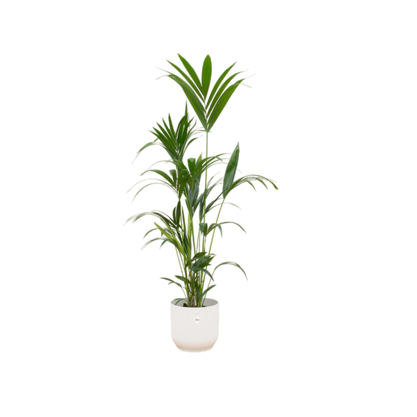 Kentiapalme – Forstersche Kentia – Zimmerpflanze – 160cm hoch – Ø30cm inkl. Vibes Fold Topf Weiß – Elegante Palme für Innenräume – Tropische & pflegeleichte Grünpflanze 