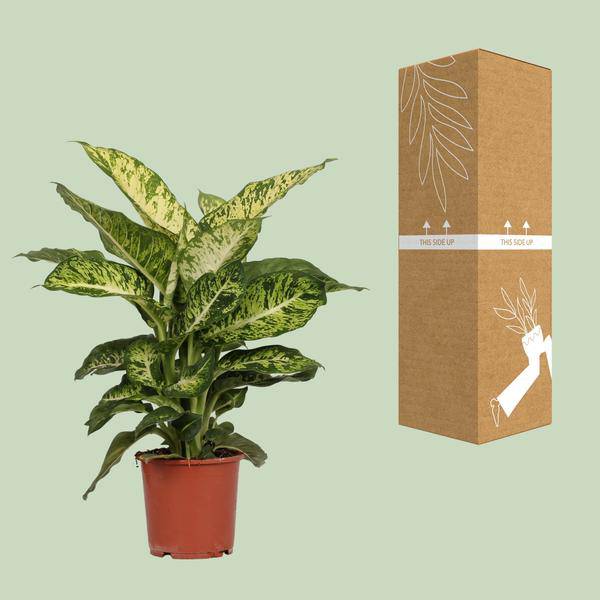 Dieffenbachia Mars – Ø17cm x H50cm – Tropische Zimmerpflanze mit dekorativen Blättern – Pflegeleicht & luftreinigend – Für Halbschatten 