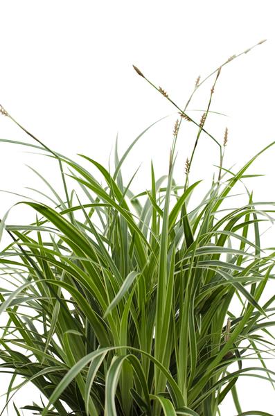 Weißrandige Segge – Carex morrowii 'Icedance' – Immergrünes Ziergras – Winterhart & pflegeleicht – Ø14 cm Topf – Ca. 30 cm hoch – Für Beete, Rabatten & Pflanzkübel 