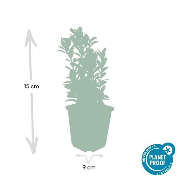 Japanischer Spindelstrauch Euonymus japonicus 'Green Spire' – 60 Pflanzen – ↕10-25cm – Ø9cm – Immergrüner Heckenstrauch & Solitärpflanze – Pflegeleicht & schnittverträglich – Sonne & Schatten 