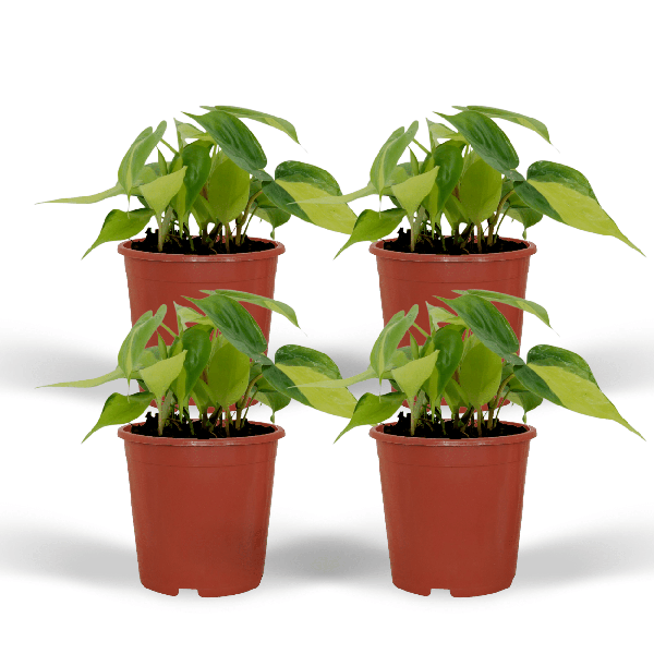 Baumfreund - Philodendron Scandens Brasil - Zimmerpflanze - Ø12cm - ↕15cm - 4 Stück 