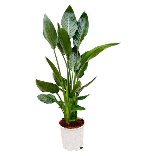 Paradiesvogelblume Strelitzia Reginae – Zimmerpflanze – Ø19cm – Höhe ca. 100cm – Exotische Blüten – Für Innen & Außen – Pflegeleicht 