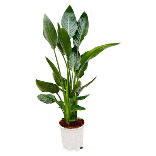 Paradiesvogelblume Strelitzia Reginae – Zimmerpflanze – Ø19cm – Höhe ca. 100cm – Exotische Blüten – Für Innen & Außen – Pflegeleicht 