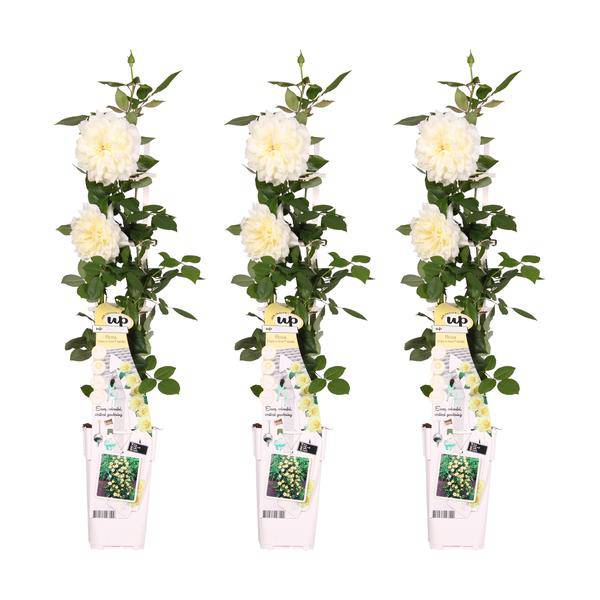 Weiße Kletterrose - Rosa Crazy in love 'Vanilla' - ↨65cm - Ø15cm - 3 Stück 