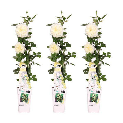 Weiße Kletterrose - Rosa Crazy in love 'Vanilla' - ↨65cm - Ø15cm - 3 Stück 