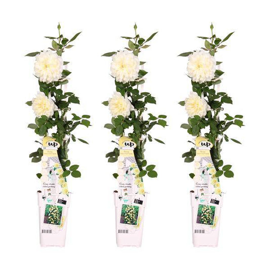 Weiße Kletterrose - Rosa Crazy in love 'Vanilla' - ↨65cm - Ø15cm - 3 Stück 