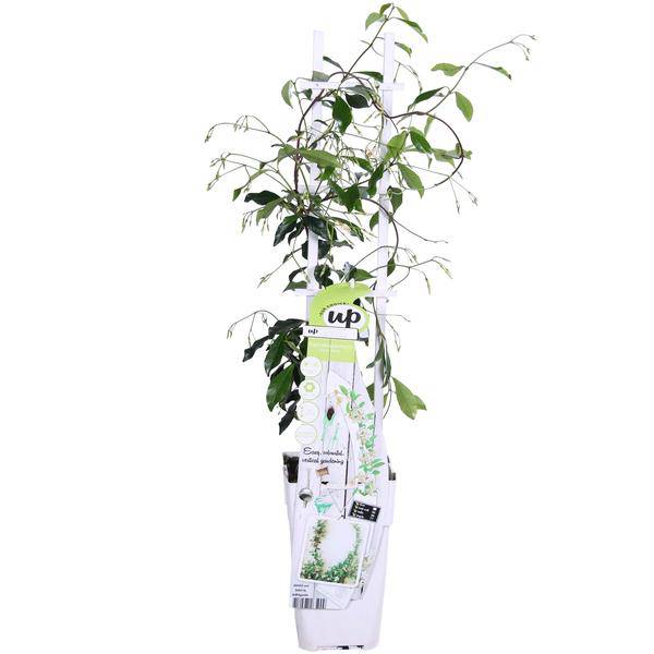 Sternjasmin Trachelospermum 'Star of Venice' – Weiß – Immergrüne Kletterpflanze – ca. 65cm Höhe – Duftender mediterraner Jasmin für Terrasse & Balkon 