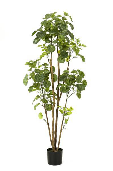 Kunstpflanze - Polyscias - Aralia - 160 cm 