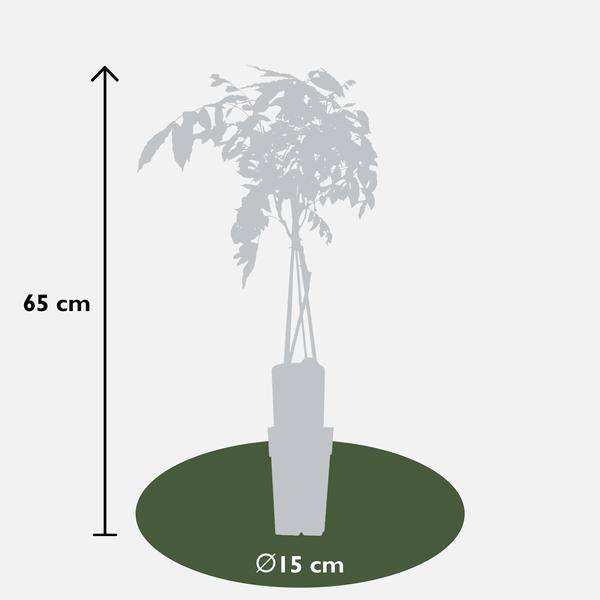 Chinesischer Blauregen - Wisteria sinensis 'Prolific' Glyzinie - Ø15cm - ↕65cm 