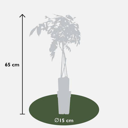 Chinesischer Blauregen - Wisteria sinensis 'Prolific' Glyzinie - Ø15cm - ↕65cm 