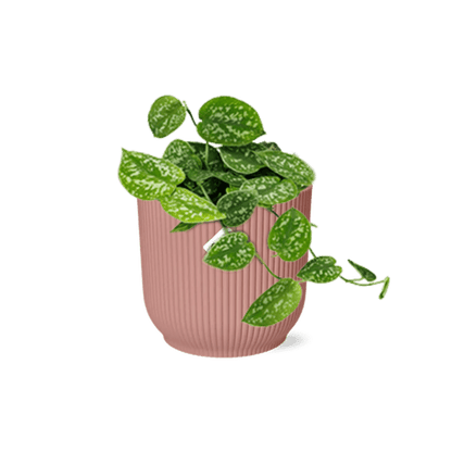 Efeutute - Scindapsus Pictus 'Argyraeus' - Zimmerpflanze + Topf Vibes Fold 14cm Rosa 