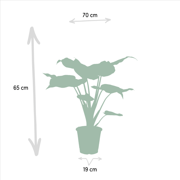 Alocasia Zebrina - Ø19cm - ↕75cm + Alocasia Cucullata - Ø19cm - ↕60cm + Alocasia Lauterbachiana - Ø19cm - ↕75cm 