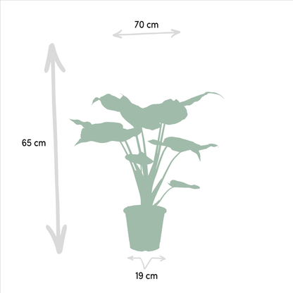 Alocasia Zebrina - Ø19cm - ↕75cm + Alocasia Cucullata - Ø19cm - ↕60cm + Alocasia Lauterbachiana - Ø19cm - ↕75cm 