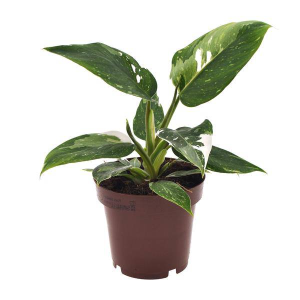 Baumfreund - Philodendron White Princess - Zimmerpflanze - Ø12cm - ↕25cm 