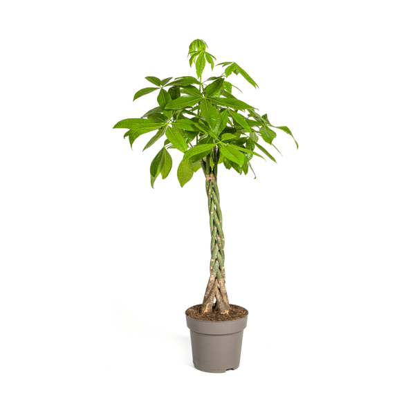 Glückskastanie – Pachira Aquatica – Zimmerpflanze – Ø27cm – Höhe 140-150cm – Geflochtener Stamm & glänzende Blätter – Exotisch & pflegeleicht 