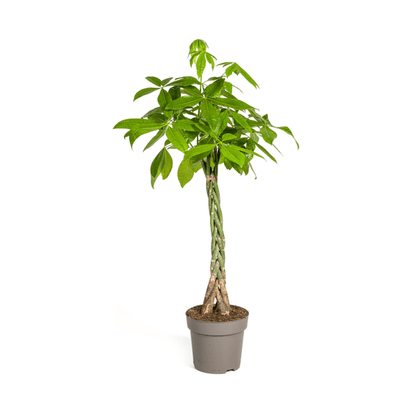 Glückskastanie – Pachira Aquatica – Zimmerpflanze – Ø27cm – Höhe 140-150cm – Geflochtener Stamm & glänzende Blätter – Exotisch & pflegeleicht 