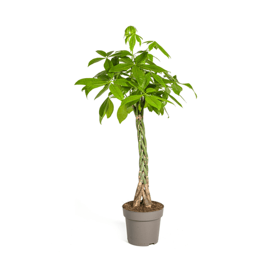 Glückskastanie – Pachira Aquatica – Zimmerpflanze – Ø27cm – Höhe 140-150cm – Geflochtener Stamm & glänzende Blätter – Exotisch & pflegeleicht 