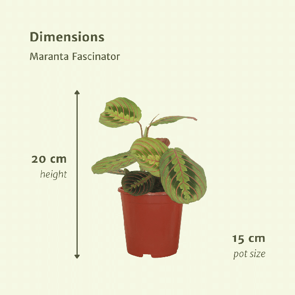 Pfeilwurz - Maranta Fascinator - Zimmerpflanze - Ø12cm - ↕20cmr - 2 Stück 