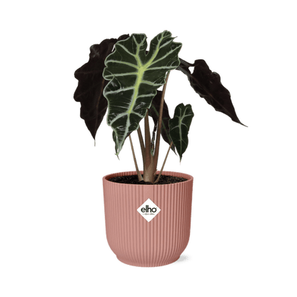 Elefantenohr Alocasia Polly – Zimmerpflanze inkl. Ziertopf Vibes Fold Rosa Ø14cm – Tropische Grünpflanze mit auffälligen Blättern – Luftreinigend & dekorativ – Für Wohnzimmer & Büro 