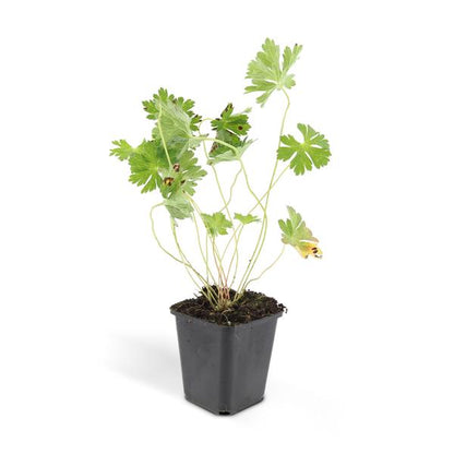 Geranium Rozanne – Storchschnabel – Ø9cm – ↕10-25cm – 6 Pflanzen – Lila Blüten, Bodendecker 