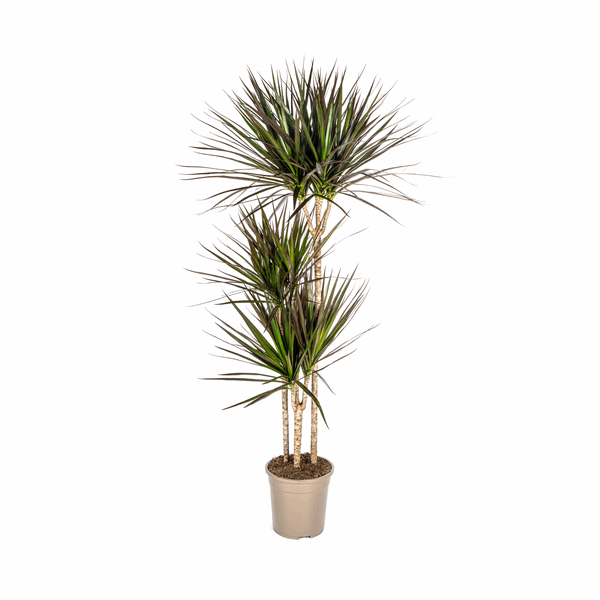Dracaena Marginata Magenta – Drachenbaum – Zimmerpflanze Ø24cm ↕130-150cm – Dunkelgrüne Blätter mit Rotrand – Pflegeleicht 