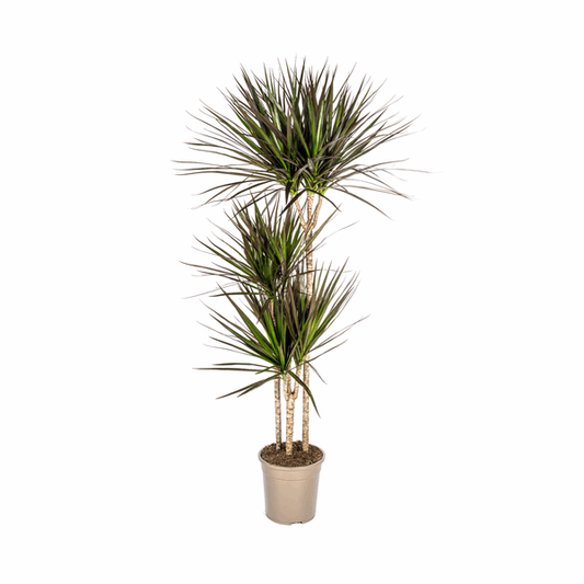 Dracaena Marginata Magenta – Drachenbaum – Zimmerpflanze Ø24cm ↕130-150cm – Dunkelgrüne Blätter mit Rotrand – Pflegeleicht 