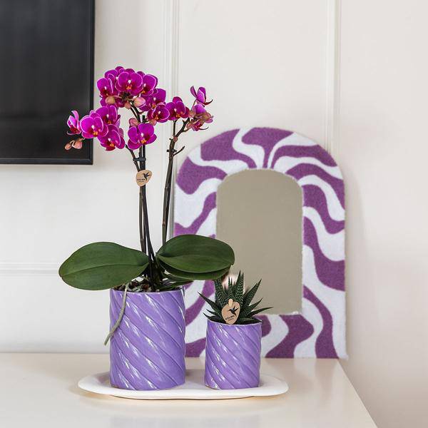 Phalaenopsis Orchidee Orange + grüne Pflanze im Geschenkset – Candy Zierpflanzentöpfe auf weißem Tablett – Zimmerpflanzen-Set mit Deko & Geschenkidee – Fröhlich & modern 