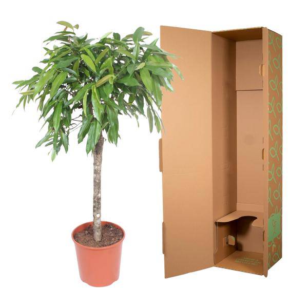 Schmalblättriger Gummibaum – Ficus binnendijkii Amstel King – 140cm – Ø30cm – Zimmerpflanze mit geflochtenem Stamm – Elegante Grünpflanze für Wohnzimmer & Büro 
