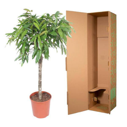 Schmalblättriger Gummibaum – Ficus binnendijkii Amstel King – 140cm – Ø30cm – Zimmerpflanze mit geflochtenem Stamm – Elegante Grünpflanze für Wohnzimmer & Büro 