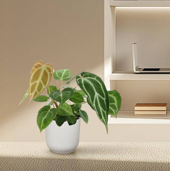 Anthurium Crystallinum – Flamingoblume – Zimmerpflanze ↕35cm – Ø12cm – Exotische Grünpflanze mit herzförmigen Blättern & weißen Blattadern – Dekopflanze für Wohnzimmer & Büro 