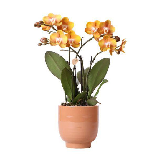 Orange Phalaenopsis orchid Las Vegas im cognacfarbenen glasierten Topf - Topfgröße Ø12cm 