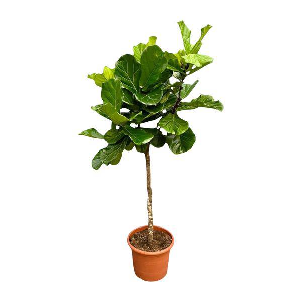 Geigen-Feige – Ficus Lyrata – Zimmerpflanze 210cm – Ø40cm – XXL-Designpflanze mit großen geigenförmigen Blättern – Exklusive Kübelpflanze für Wohnzimmer, Büro & Wintergarten – Pflegeleicht 