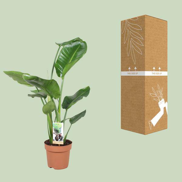 Baum-Strelitzie - Strelitzia Nicolai - Zimmerpflanze - Ø17cm - ↕60cm 
