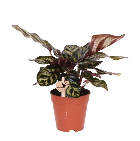 Calathea Makoyana – Pfauen-Korbmaranthe – Zimmerpflanze – Ø9cm – Exotische, kompakte Grünpflanze mit dekorativen Blättern – Luftreinigend & pflegeleicht 