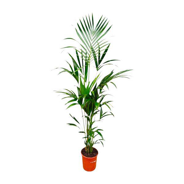 Kentia-Palme – Howea forsteriana – 180 cm hoch – Ø24 cm-Topf – Elegante Zimmerpalme – Luftreinigend & pflegeleicht – Für Wohnzimmer, Büro & Wintergarten 