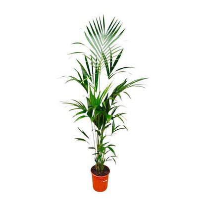 Kentia-Palme – Howea forsteriana – 180 cm hoch – Ø24 cm-Topf – Elegante Zimmerpalme – Luftreinigend & pflegeleicht – Für Wohnzimmer, Büro & Wintergarten 