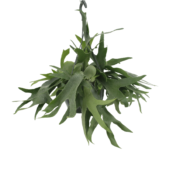 Geweihfarn – Platycerium - Hirschhornfarn – Zimmerpflanze – Ø21 cm – ca. 50 cm hoch – Hängepflanze & Wanddeko – Pflegeleicht & dekorativ – Für helle Standorte 