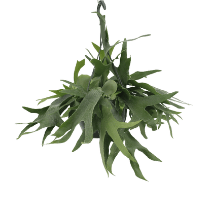 Geweihfarn – Platycerium - Hirschhornfarn – Zimmerpflanze – Ø21 cm – ca. 50 cm hoch – Hängepflanze & Wanddeko – Pflegeleicht & dekorativ – Für helle Standorte 
