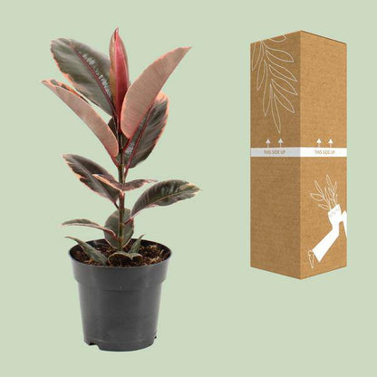 Gummibaum - Ficus Elastica Belize - Zimmerpflanze - Ø17cm - ↕55cm 