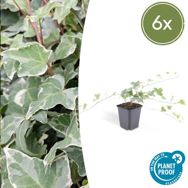Hedera helix 'Glacier' – Weißgrüner Efeu – Ø9cm – ↕10-25cm – 6 Pflanzen – Bodendecker & pflegeleicht – schnellwachsend 