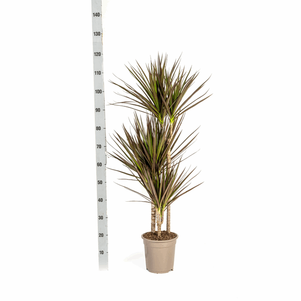 Dracaena Marginata Magenta – Drachenbaum – Zimmerpflanze Ø21cm ↕110-130cm – Schlank & Exotisch 