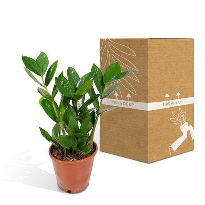 Glücksfeder - Zamioculcas - Zimmerpflanze - Ø12cm - ↕35cm 