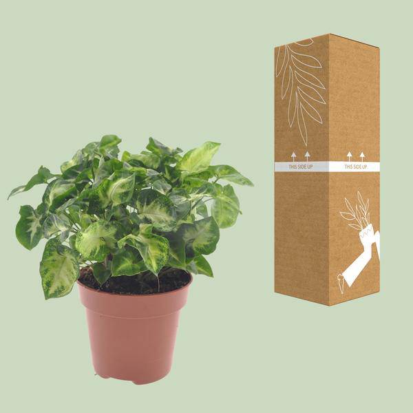 Purpurtute - Syngonium Pixie - Zimmerpflanze - Ø12cm - ↕20cm 