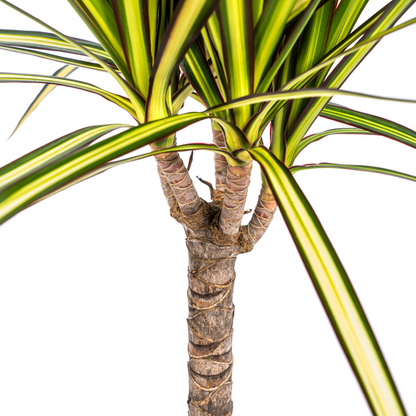 Dracaena Marginata Sunray – Drachenbaum – Zimmerpflanze – Ø17 cm – ↕60-80 cm – Grüne & gelbe Blätter, pflegeleicht 