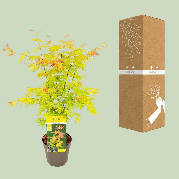 Fächer-Ahorn - Acer palmatum Orangedream - Ø19cm - ↕50cm 